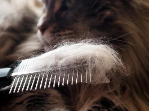 Combing a long-haired gray cat. Pet care. Stock Photos