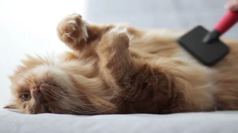 Combing Norwegian Forest Cat, And He's Really Enjoying It Stock Footage 96240133