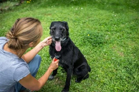 Combing out the fur of retriever puppy after shower Stock Photos