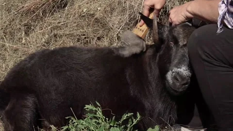 Combing the pashm from goats. Handmade manufacturing yarns from natural goast Stock Footage 169349277