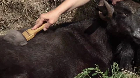 Combing the pashm from goats. Handmade manufacturing yarns from natural goast Stock Footage 169349338