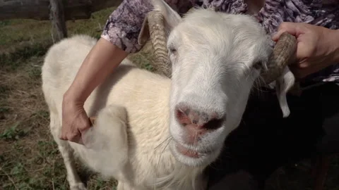 Combing the pashm from goats. Handmade manufacturing yarns from natural goast Stock Footage 169349526