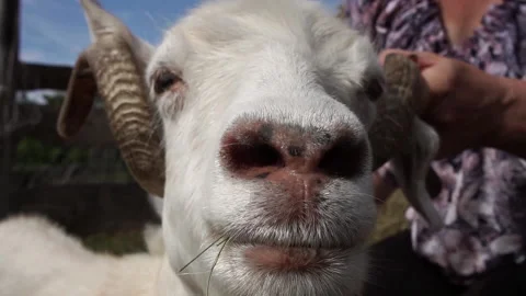 Combing the pashm from goats. Handmade manufacturing yarns from natural goast Stock Footage 169349577