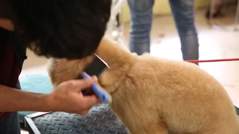 Combing poodle breed dog coat with dog comb and fan Stock Footage 265934926