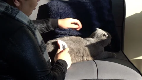 Combing a Scottish fold cat on a couch in an apartment in Paris, France. Stock Footage 117016916