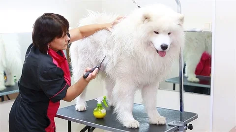 Combing wet dog fur Stock Footage 101229757