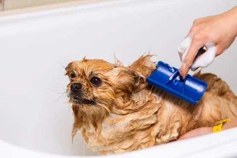 Combing wet dog Stockfoto's