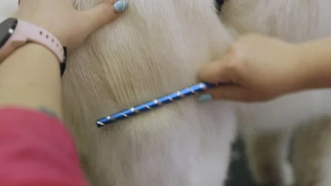 Combing a white long-haired dog with a comb at a dog hairdresser. Close-up s Vidéo 170228609