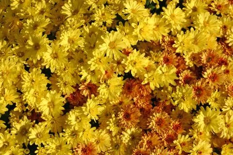 Combo Mums 스톡 사진