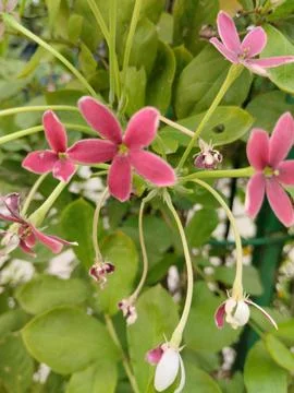 Combretum indicum BD 스톡 사진
