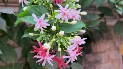 Combretum indicum. 库存影片 329495222