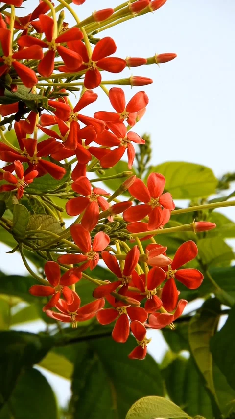 Combretum Indicum Or Rangoon Creeper Flowering Plant - 4k Vertical Footage Stock Footage 341288687