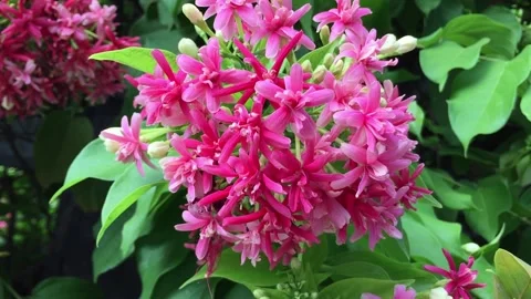 Combretum indicum, Rangoon creeper, Su quan tu Video stock 234806638