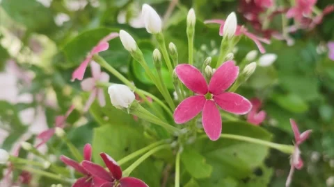 Combretum indicum is a vine with red flower clusters which is native to tro.. Stock Footage 245728433