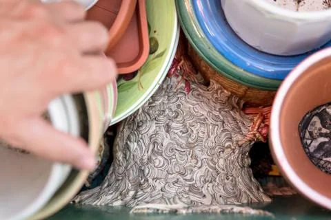 Combs built by wasps integrate in a box with plant pots, male hand 写真素材
