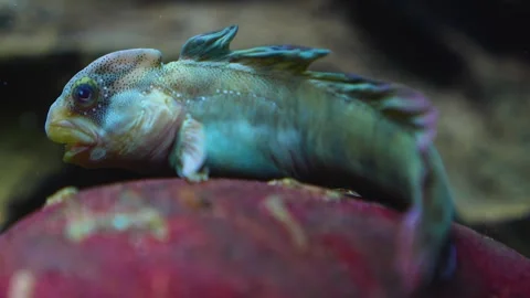 A Combtooth blenny fish  Stock Footage 267557271