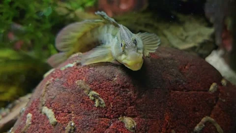A Combtooth blenny fish  Stock Footage 269550274