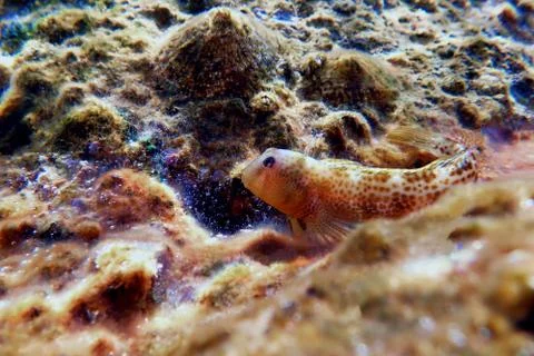 Combtooth blenny fish - Microlipophrys canevae Photos
