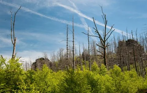 Combusted forest Foto stock