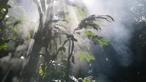 Combustion smoke with tree background Stock Footage 143050417