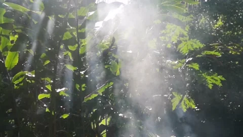 Combustion smoke with tree background Stock Footage 143082619