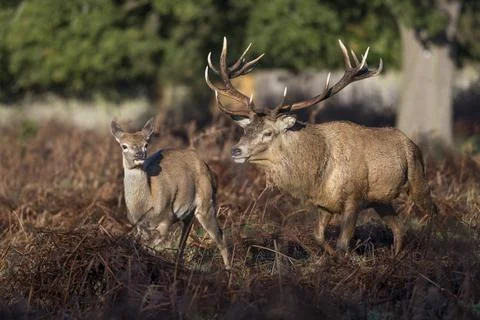 Come here you Foto stock