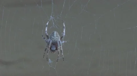 Come into my Web said the Spider Stock Footage 10572527