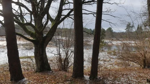 Come up to the old tree.Branched oak without leaves in the sun. Video stock 122627763