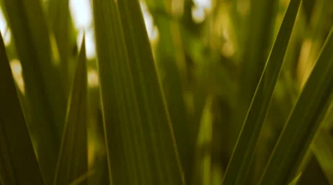 Come out from Grass Close up Background Stock Footage 62890769