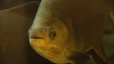 Comedy fish Stock Footage 99499272