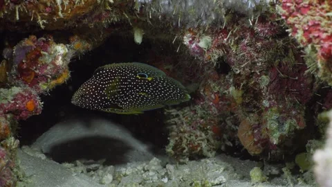 A Comet fish (Calloplesiops altivelis) under a ledge 60fps Stock Footage 340053144