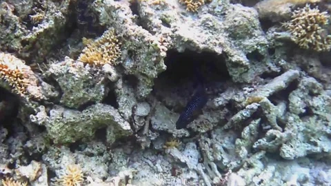 Comet Fish Close-Up on Coral Reef in Las Cabanas, Red Sea, Egypt Stock Footage 340751096