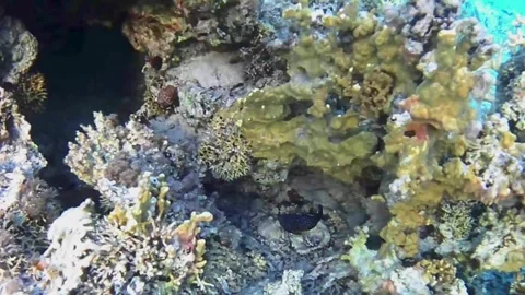  Comet Fish Hunting at Sunset Along the Coral Reef, Marsa Alam, Egypt Stock Footage 342652343