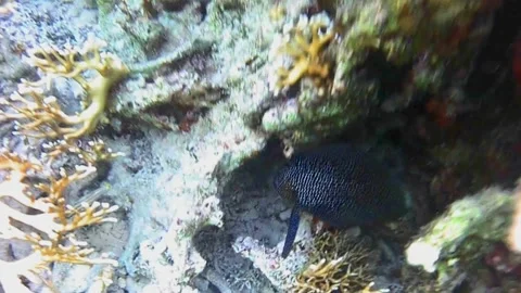 Comet Fish Interacting with Royal Angelfish on Coral Reef in Las Cabanas, Red Se Stock Footage 340751115