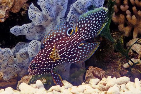 Comet (fish) Stock Photos