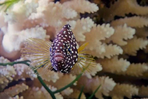 Comet (fish) Stock Photos