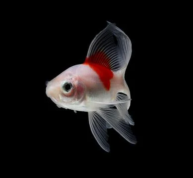Comet Goldfish Isolated on black Background Stock Photos