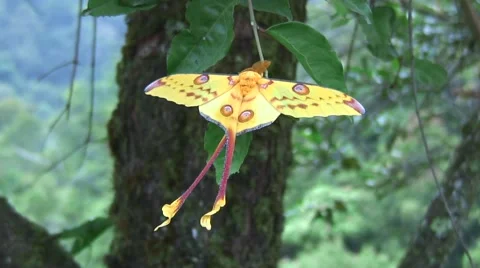 Comet Moth hang on twig in the rainforest early morning Stock Footage 56479160