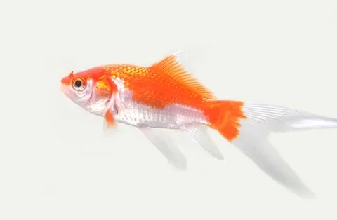 The comet or comet-tailed goldfish is a single-tailed goldfish. Stock Photos
