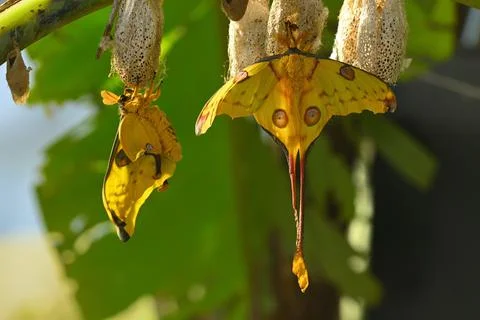 Comet or  moon moth, Argema mittrei, butterfly native to the forests of Madag Stock Photos
