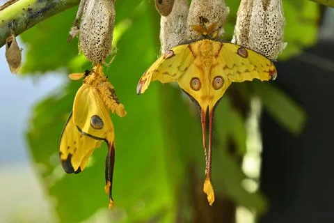 Comet or  moon moth, Argema mittrei, butterfly native to the forests of Madag Stock Photos