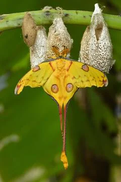 Comet or  moon moth, Argema mittrei, butterfly native to the forests of Madag Stock Photos
