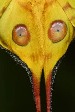 Comet or  moon moth, Argema mittrei, butterfly native to the forests of Madag Stock Photos