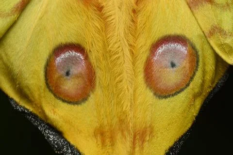 Comet or  moon moth, Argema mittrei, butterfly native to the forests of Madag Stock Photos