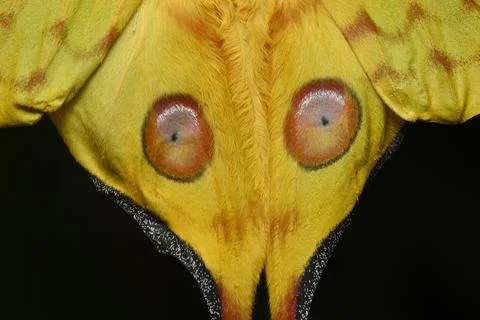Comet or  moon moth, Argema mittrei, butterfly native to the forests of Madag Stock Photos