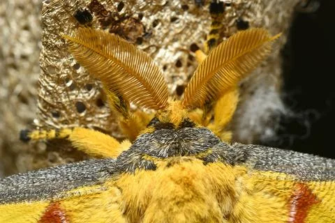Comet or  moon moth, Argema mittrei, butterfly native to the forests of Madag Stock Photos