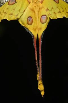 Comet or  moon moth, Argema mittrei, butterfly native to the forests of Madag Stock Photos