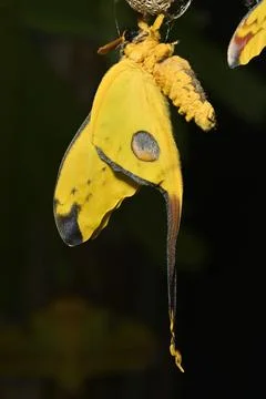 Comet or  moon moth, Argema mittrei, butterfly native to the forests of Madag Stock Photos