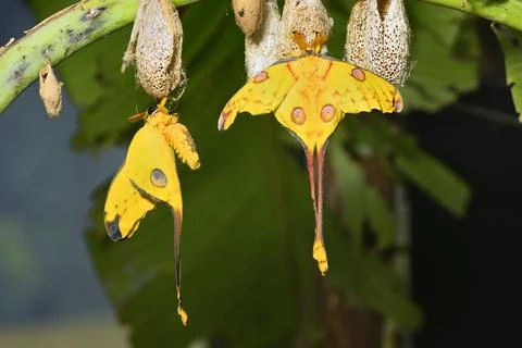 Comet or  moon moth, Argema mittrei, butterfly native to the forests of Madag Stock Photos