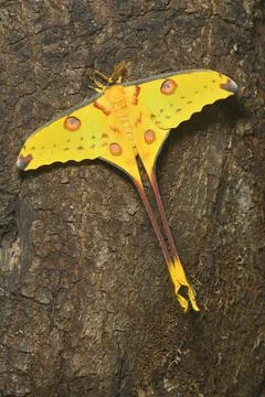 Comet or  moon moth, Argema mittrei, butterfly native to the forests of Madag Stock Photos